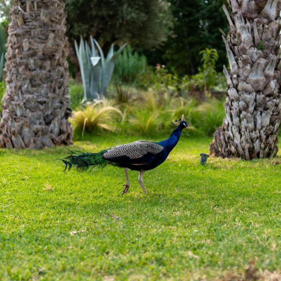 فيلا Domaine Alma Marrakech مراكش المظهر الخارجي الصورة